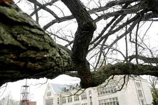 New Trees for Arbor Day 