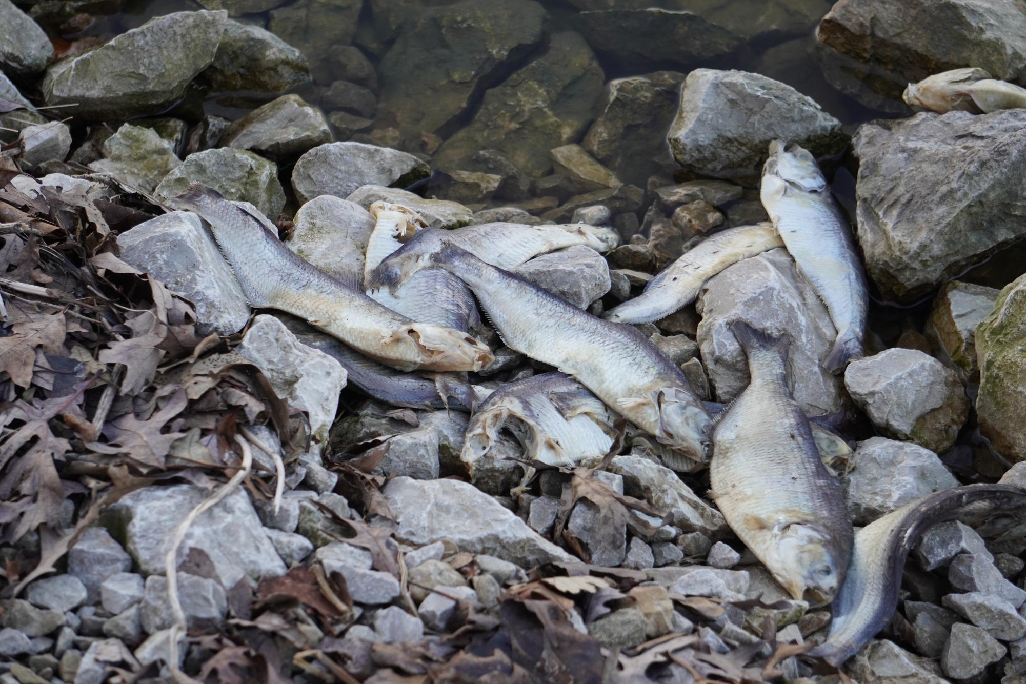 Lowcountry shad: Where and how to catch the tasty fish