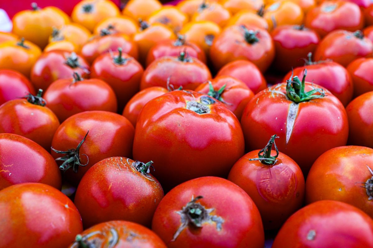 Several tomatoes of all colors, size and shapes sit waiting for people to grab them on the Square in front of the courthouse.